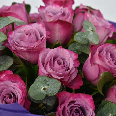 Order Eternal 20 Purple Rose Bouquet Online | Same-Day Delivery UAE ...