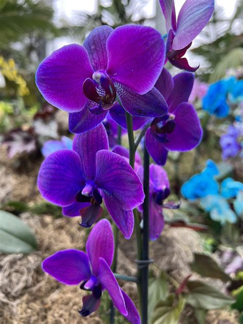 Phalaenopsis Orchid Purple Our COMPLETE Guide For Moth Orchids
