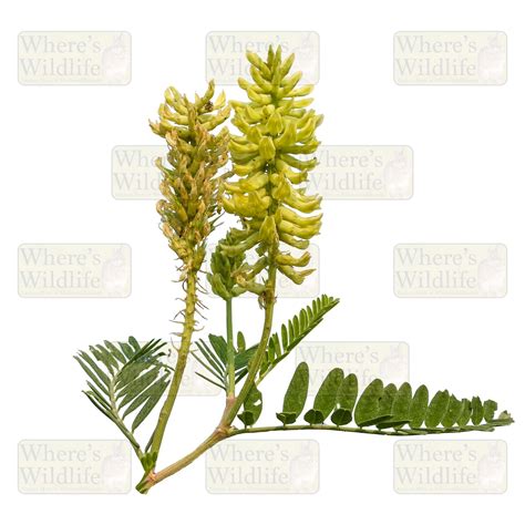 Astragalus canadensis (Canada Milkvetch) Prairie Wildflower / Isolated ...