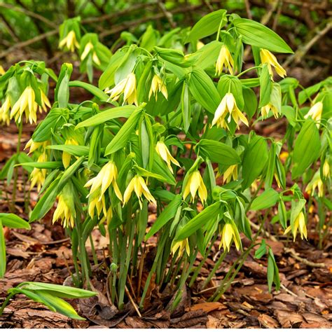 Bellflower Plants For Sale Wholesale – Tennessee Wholesale Nursery