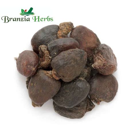 Bhilawa | Marking Nut | Semecarpus anacardiu – Branzia Herbs