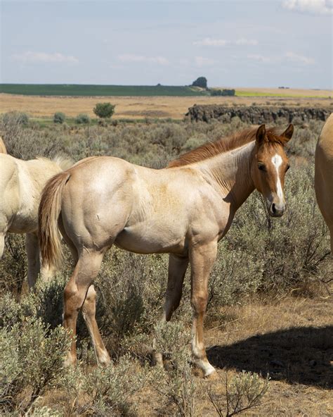 Red Dun Quarter Horse