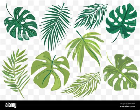 features eight different types of green leaves, each with distinct shapes and vein patterns ...
