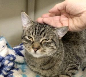 Image result for Cat Affection