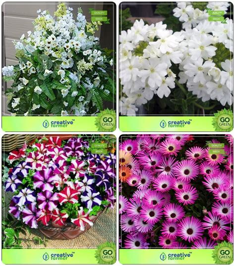 Creative Farmer Flower Seeds : Seeds For Sprouting Combo Petunia ...