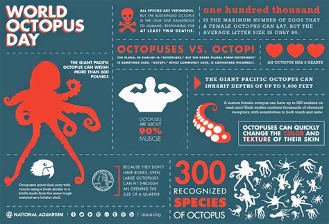 Magnificent Octopus: Three hearts!
