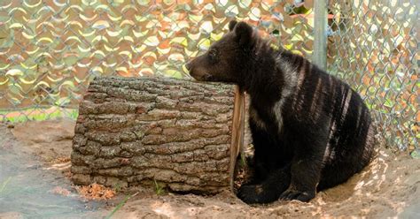 Brown bear family rescued after years as hotel entertainment in Ukraine ...