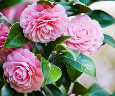 Best Plants For Pots All Year Round – Four Season Containers ...