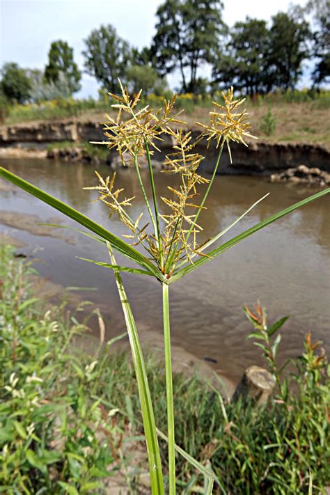 Cyperus esculentus - Burgenland Flora