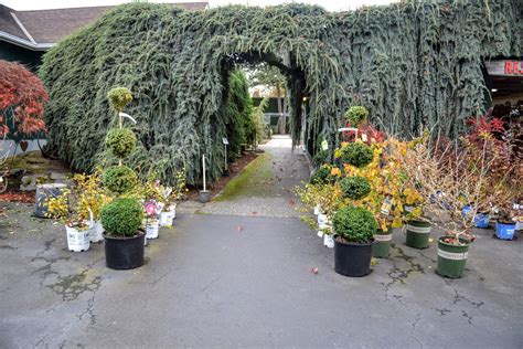 The Outlaw Gardener: What's New at Portland Avenue Nursery?