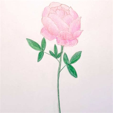 Peony Flower Drawing - painting of peonies