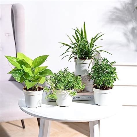 UGAOO Combo of 4 Indoor Live Plants for Home Decor with Pot - Sedum ...