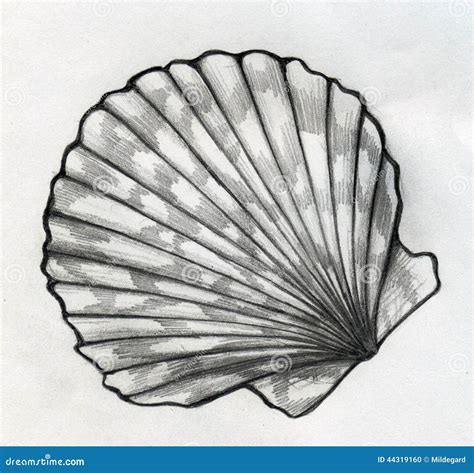 Sea shell sketch stock illustration. Image of drawing - 44319160