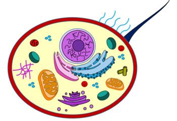Biology Clip Art 的图像结果