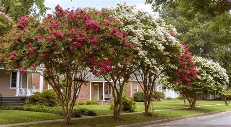 Is "Crape Muder" really what you think it is? Read to find out.