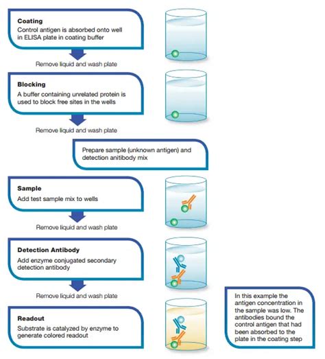 Image result for Competitive ELISA Protocol