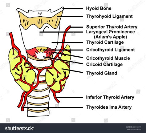Thyroid Ima Artery