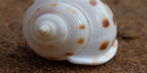 Biomimicry and Nature Based Innovation bowl | Glassdoor Forum