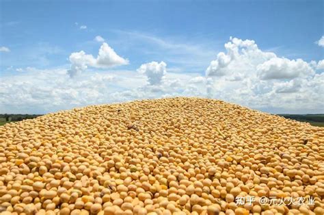 大豆600斤高产技术，如何实现高产，让你的农业生产更高效 - 富强农百科