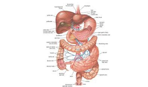Gastroenterology-Surgical | Gastroenterology Hospitals In Mangalore