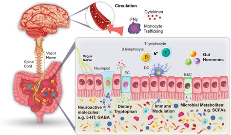 The gut microbiota-immune-brain axis: Therapeutic implications: Cell Reports Medicine