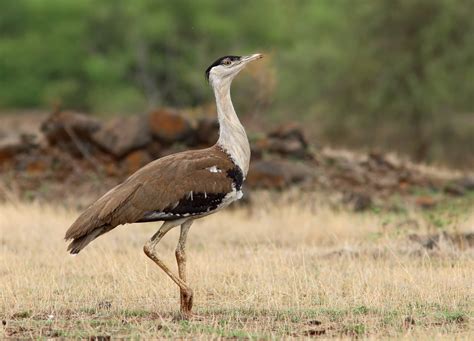Great Indian Bustard; Desert National Park, Rajasthan