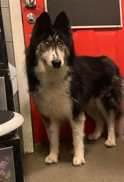 Surprised Dog Blank Template - Imgflip