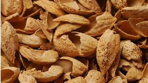 Dry Almond Shell - 60 Mesh Dry Soft Almond Shell Manufacturer from Jaipur