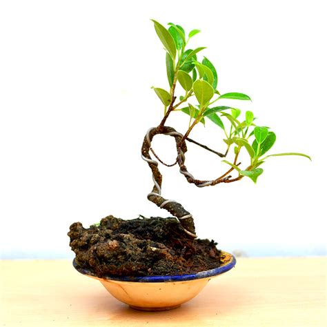 Buy TigerBark Ficus Bonsai Round Plant – Textured Bark Online