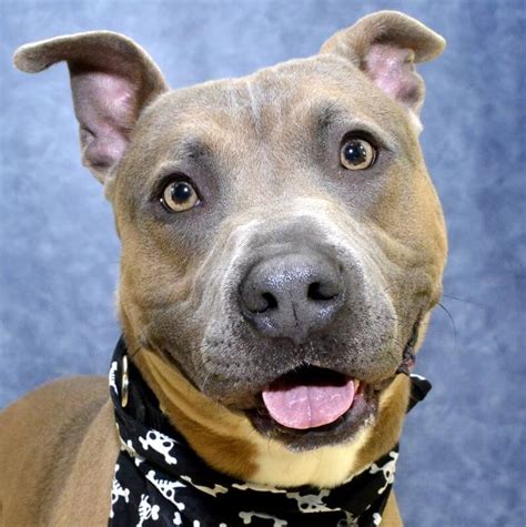 How Dogs See Humans 的图像结果