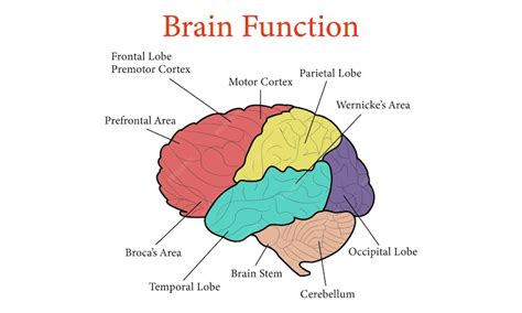 Brain Anatomy Function 的图像结果
