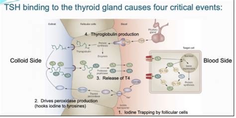 Image result for Thyroid Testing Algorithm