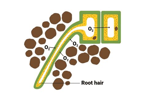Class 10 Science Chapter 5 Question Answers - Life Processes