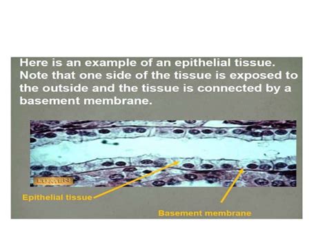 Image result for Ephilehal Tissue Sample