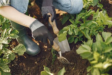 15 Basic Gardening Tools for Growing Your Own Food - The Miller Acres