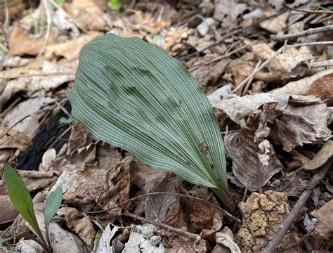 Aplectrum hyemale - Adam and Eve | Prairie Haven