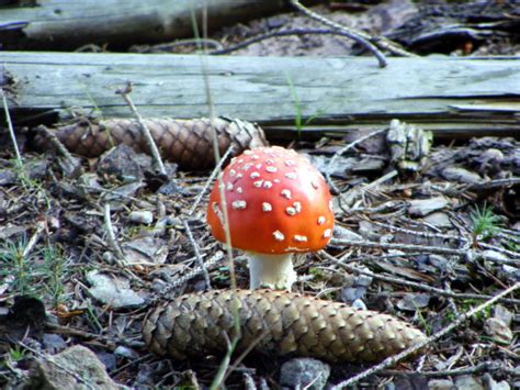 Für Pilzfreunde - Istrien Live - DAS Istrienforum