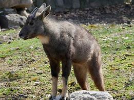 Image result for Goral