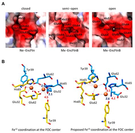 Encapsulated Ferritin-like Proteins: A Structural Perspective