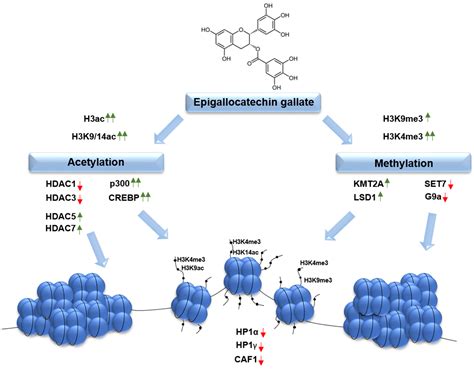 Histone Acetylation Methylation