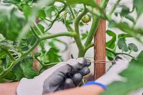 Staking Tomatoes with String 的图像结果
