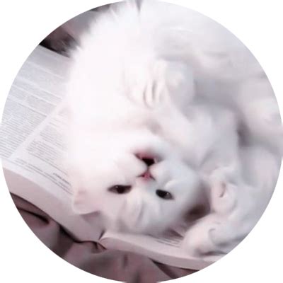 jxst_booklover | Wonderlink