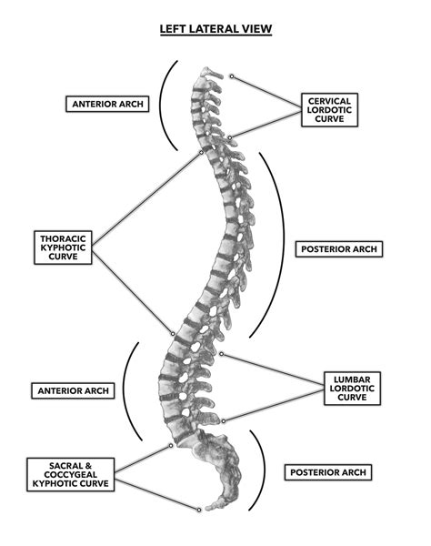 Why Is The Spinal Column Curves at Catherine Dorsey blog