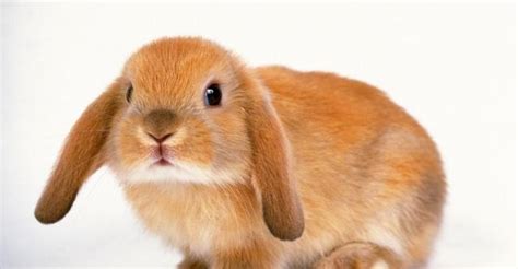 兔子讨厌主人的表现兔子的15种表现所表示的意义都大不相同！|主人|磨牙|同伴_新浪新闻
