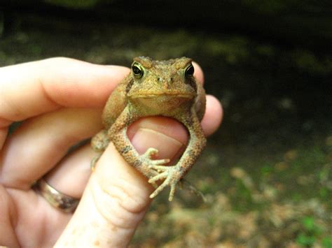 Image result for Toad Croaking Sound