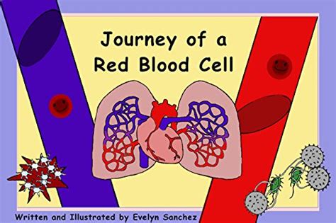 Journey of a Red Blood Cell eBook : Sanchez, Evelyn: Amazon.in: Books