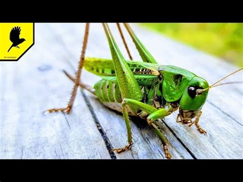 Image result for Locus Bug Sound