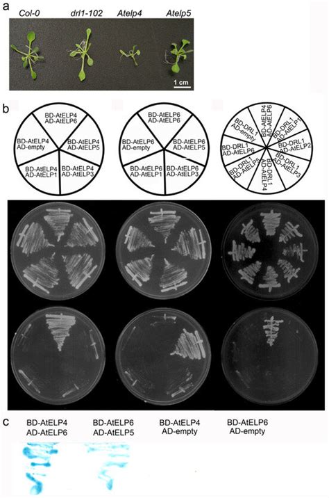 Evolutionary Conservation in Protein–Protein Interactions and ...