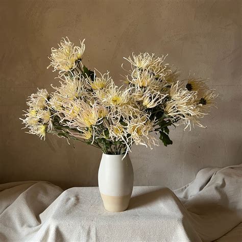 Heirloom Chrysanthemum 'Evan's Dream' – 3 Porch Farm