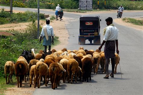 India Conducts First Pastoral Census in Over a Century to Measure ...